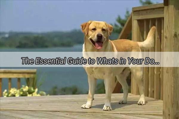 The Essential Guide to Whats in Your Dogs IV Fluids A Vets Insight